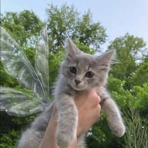 Meet your Posher, Anahi